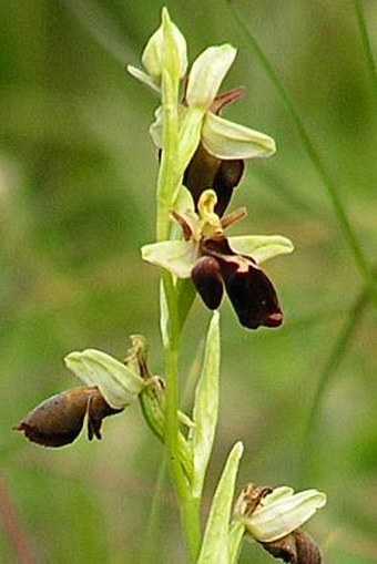 Ophrys holoserica subsp. holubyana × Ophrys insectifera