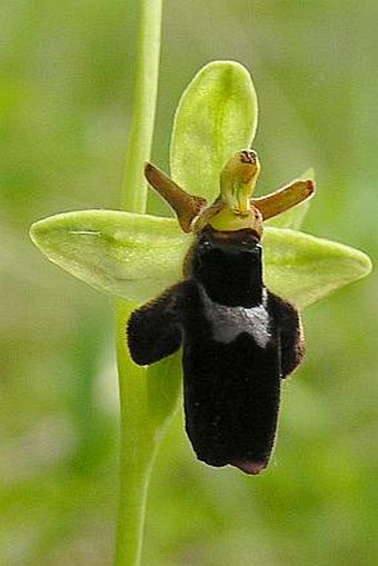 Ophrys holoserica subsp. holubyana × Ophrys insectifera