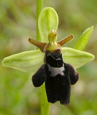 Ophrys holoserica subsp. holubyana × Ophrys insectifera