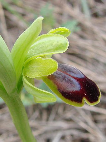 Ophrys fusca