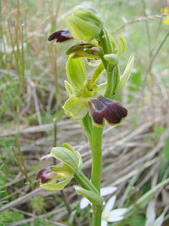 Ophrys fusca