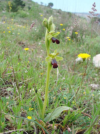 Ophrys fusca