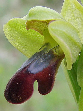 Ophrys fusca