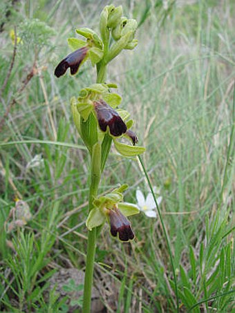 Ophrys fusca