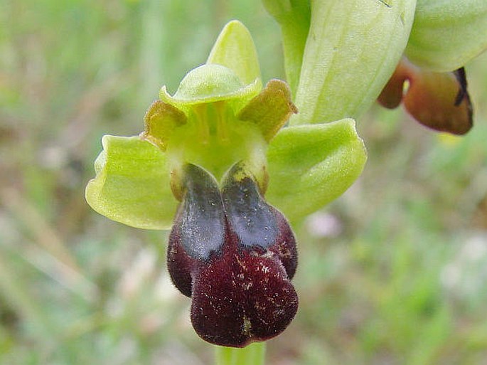 Ophrys fusca