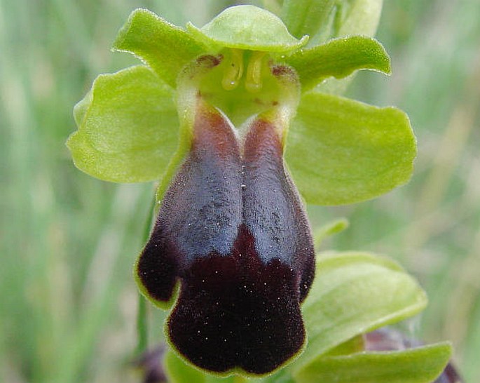 Ophrys fusca