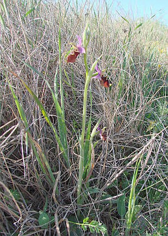 Ophrys holoserica subsp. apulica