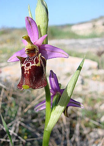 Ophrys holoserica subsp. apulica