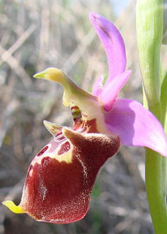 Ophrys holoserica subsp. apulica