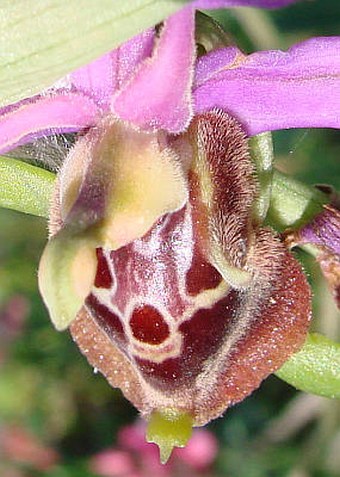 Ophrys holoserica subsp. apulica