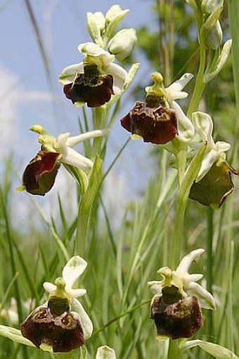 Ophrys holoserica