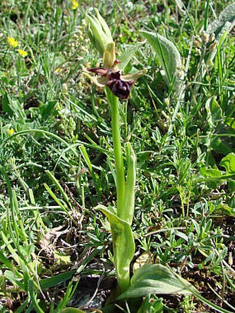 Ophrys sphegodes subsp. atrata