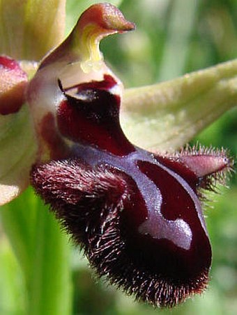 Ophrys incubacea