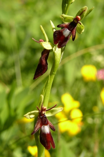 Ophrys insectifera