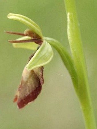 Ophrys insectifera