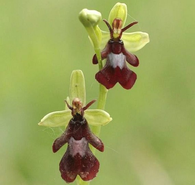 Ophrys insectifera