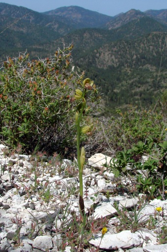 Ophrys israelitica