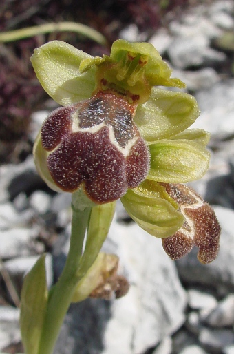 Ophrys israelitica