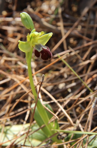 Ophrys israelitica