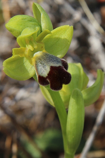 Ophrys israelitica