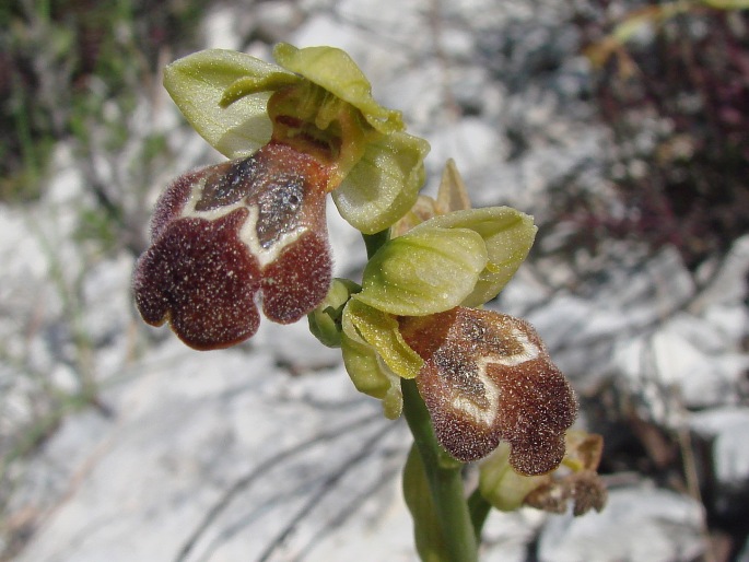 Ophrys israelitica