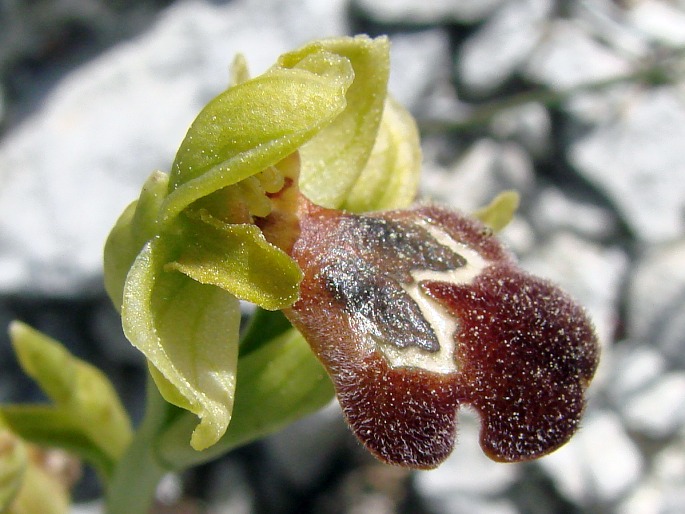 Ophrys israelitica