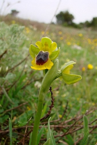 Ophrys lutea