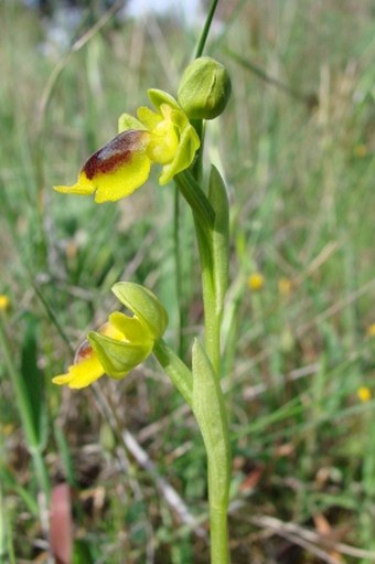 Ophrys lutea