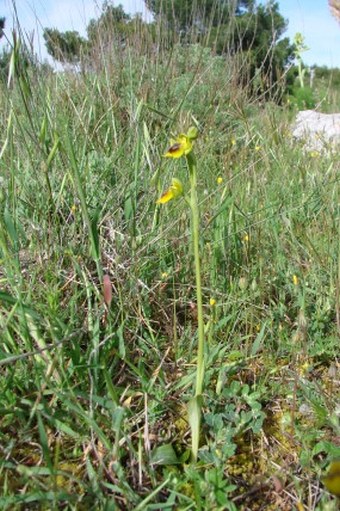 Ophrys lutea