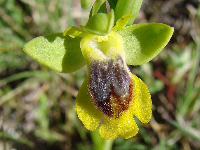 OPHRYS LUTEA Cav. – tořič / hmyzovník