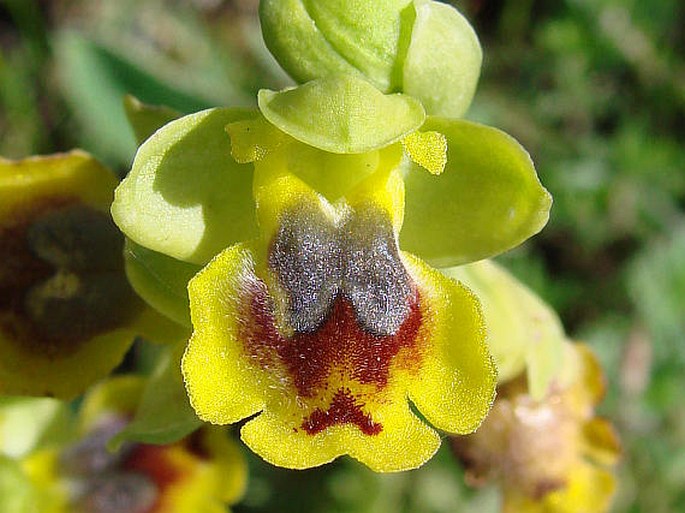 Ophrys lutea