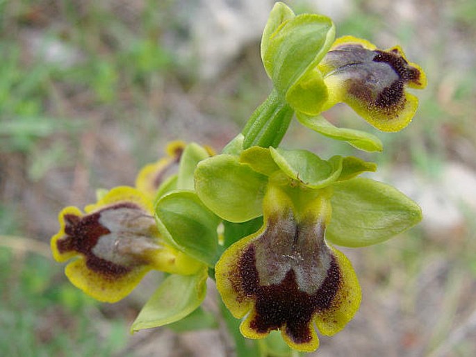 Ophrys lutea