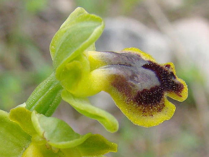 Ophrys lutea