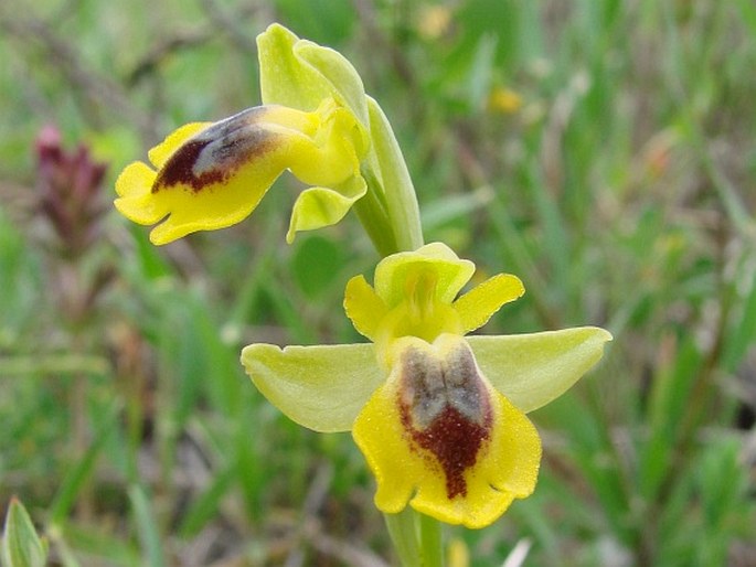 Ophrys lutea