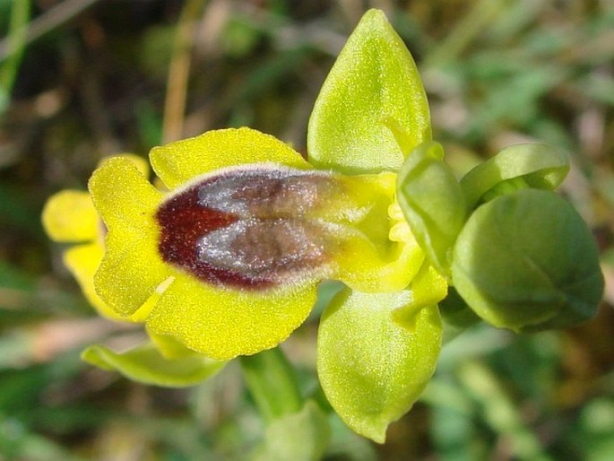 Ophrys lutea