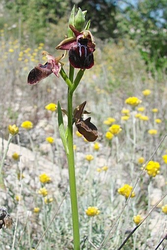 Ophrys mammosa