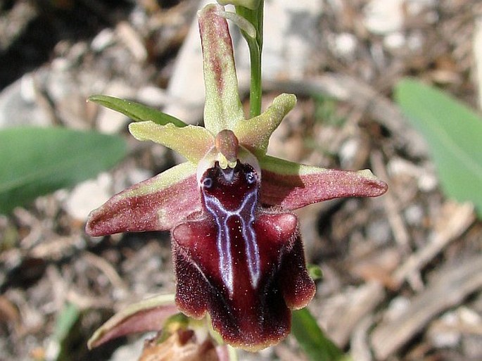 Ophrys mammosa