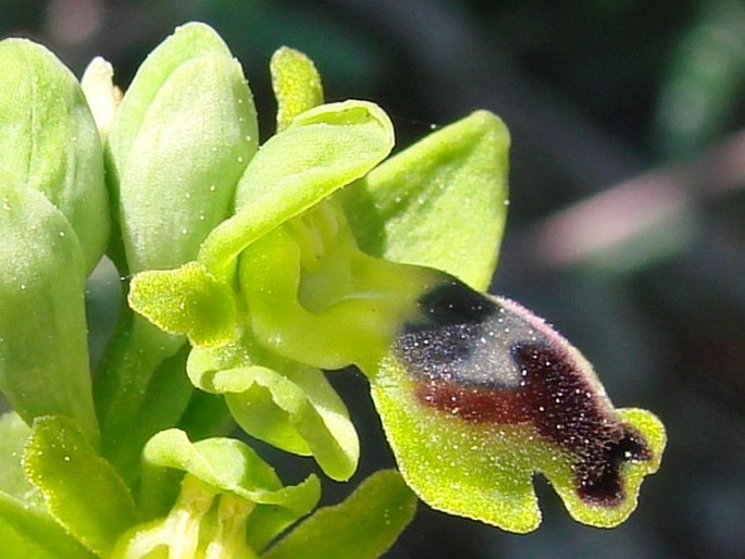 Ophrys sicula