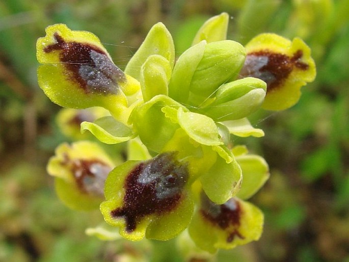 Ophrys sicula