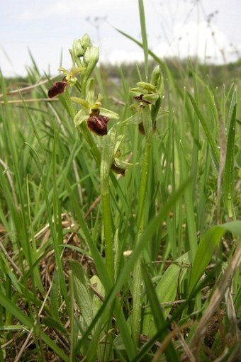 Ophrys sphegodes