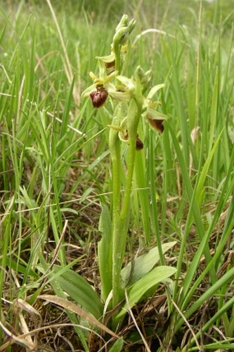 Ophrys sphegodes