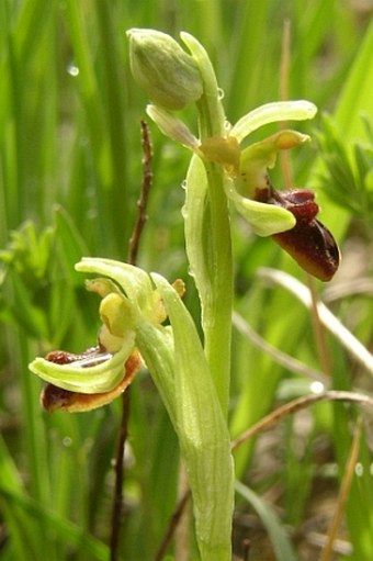 Ophrys sphegodes