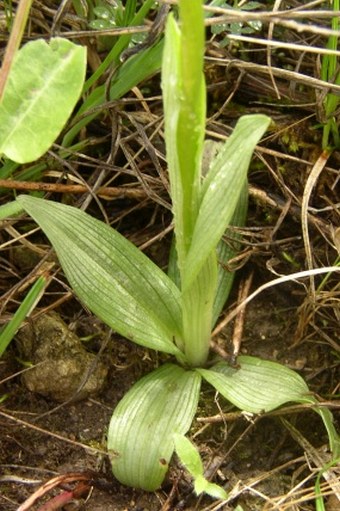 Ophrys sphegodes