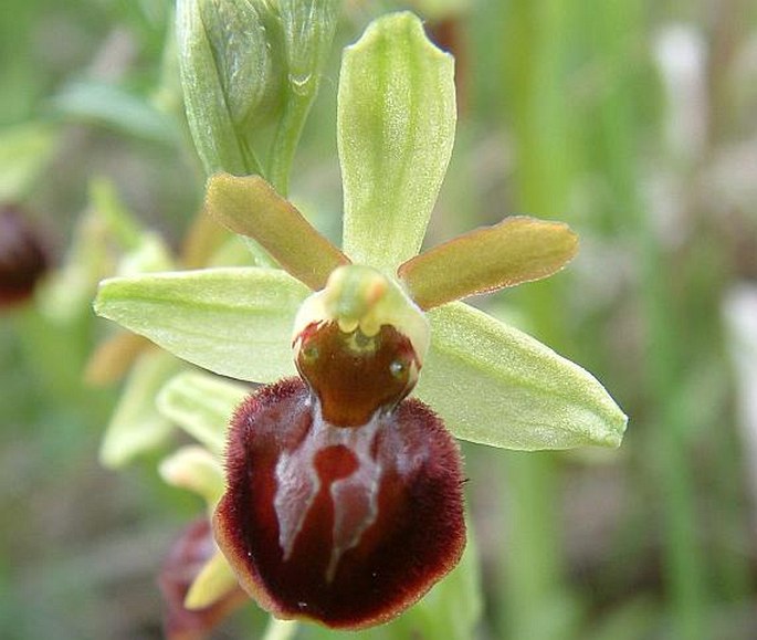 Ophrys sphegodes