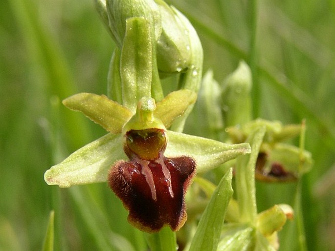 Ophrys sphegodes