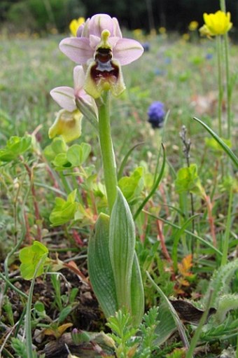 Ophrys neglecta