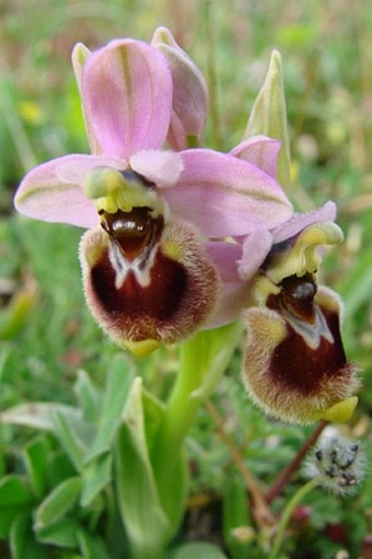 Ophrys neglecta