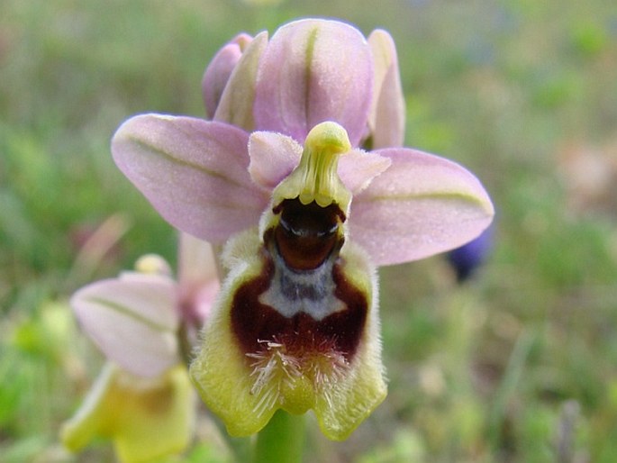 Ophrys tenthredinifera