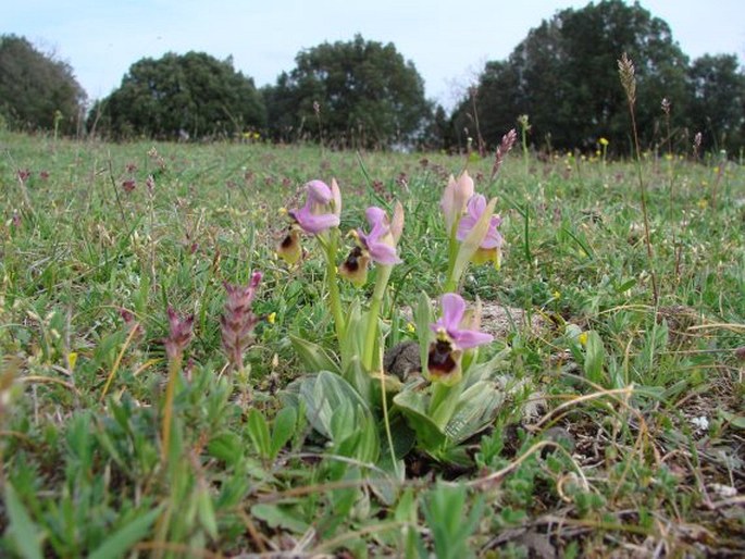 Ophrys tenthredinifera