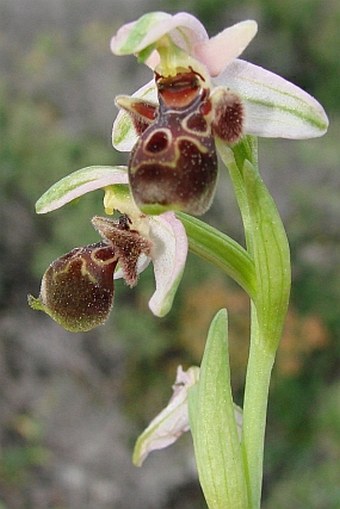 Ophrys umbilicata